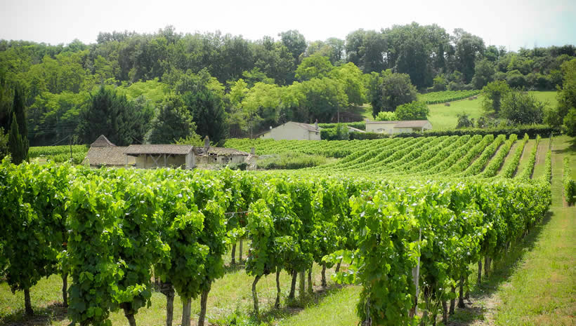 vineyard