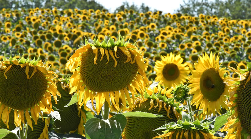 sunflowers